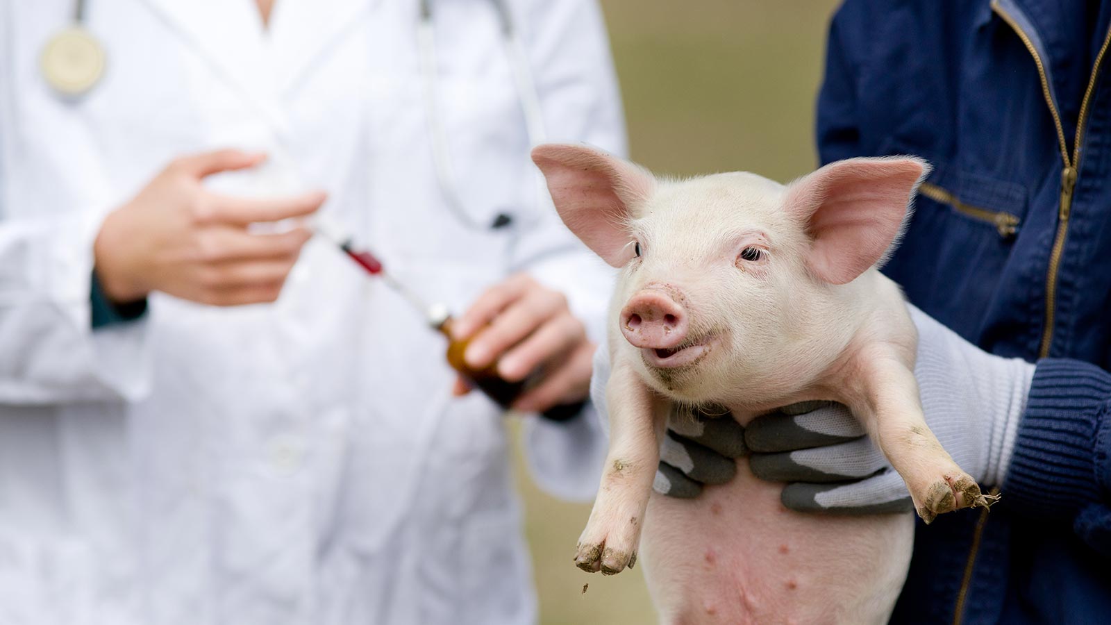 Antibioticos uso veterinario legislación